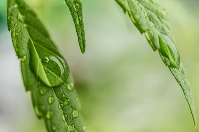 Foliar Feed Your Marijuana Plants