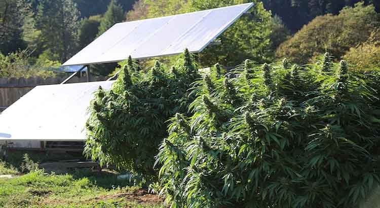 Cannabis Plant Yields