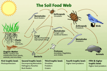 THE SOIL FOOD WEB Source: USDA